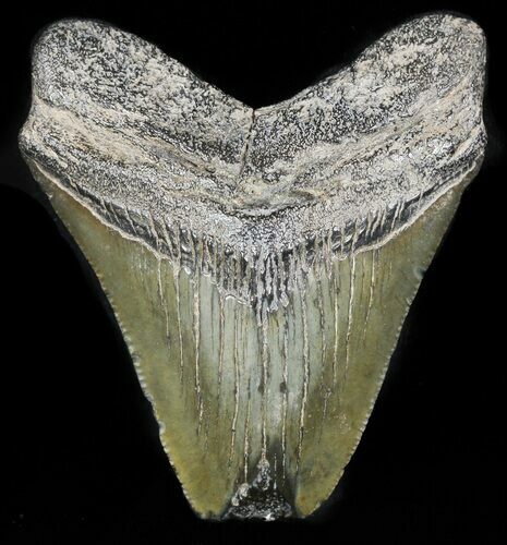 Bargain, Megalodon Tooth - South Carolina #47614